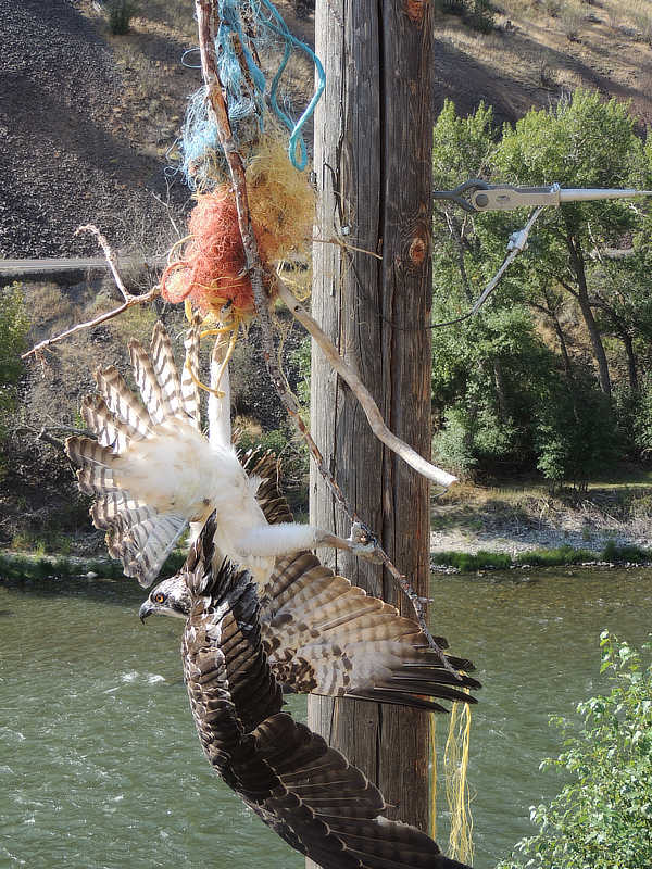 A close-up of the osprey entagled in baling twine.